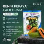 PEPAYA