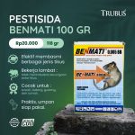 RACUN TIKUS BENMATI UNTUK DI SAWAH DAN PERKEBUNAN – TRUBUS GREEN