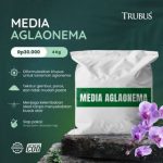 id-11134207-82250-mj9p4lden94z02_tn